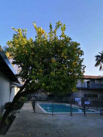 Palo Alto, appartment bedroom--available now-- $1188/month 1