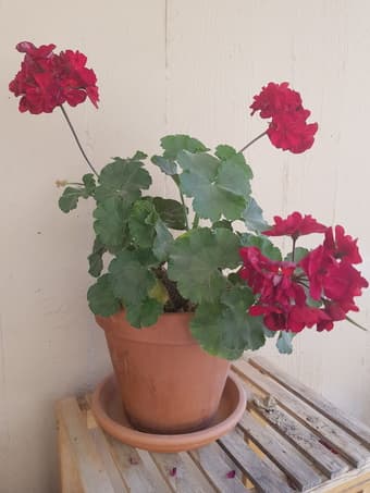 Geraniums flowers 1