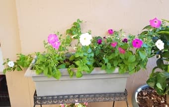 Flower box 1