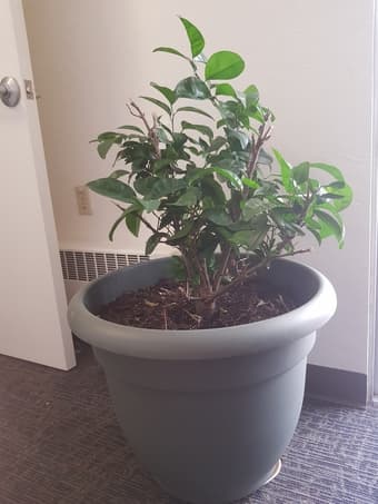 A tangerine tree and an orange tree. 1