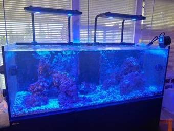 RedSea Reefer XL525 + Aquarium Essentials 1