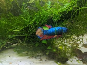 aquarium fish tank and accessories 1