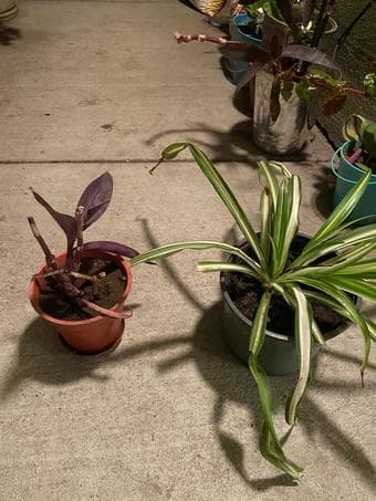Household plants for beginners / plant lovers 2