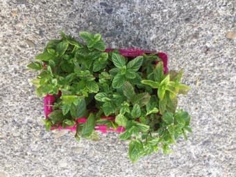 plants of the mint 1