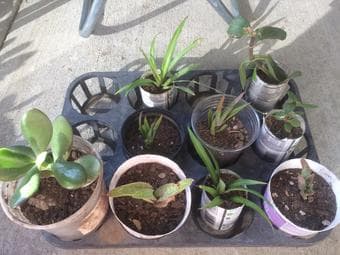 Flowering Houseplants/Succulents/Cuttings 2