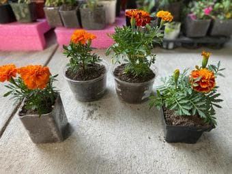 Bring home a new plant project-easy maintenence 1