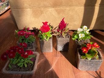 Bring home a new plant project-easy maintenence 2