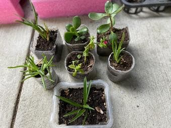 Bring home a new plant project-easy maintenence 3