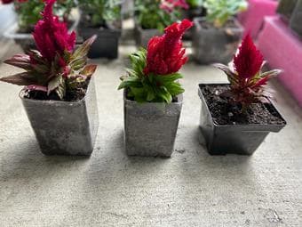 Plants (indoor/outdoor) easy to maintain-prices vary 2