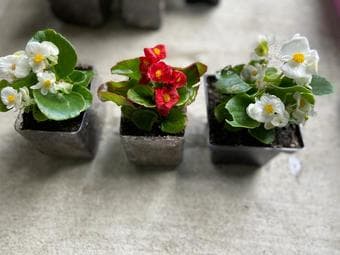 Plants (indoor/outdoor) easy to maintain-prices vary 3