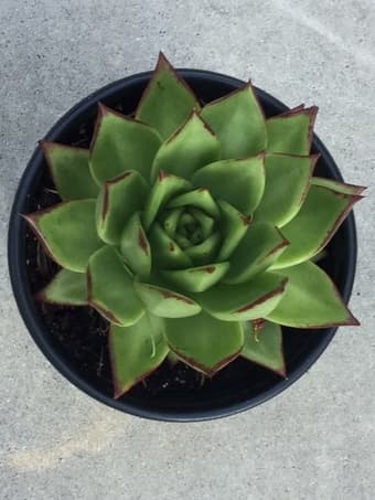 Flower 1