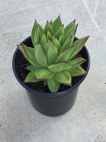 Succlent plant for sale 2