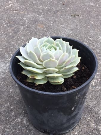 Succulent plant 2