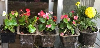 Plants/Succulents for sale 2
