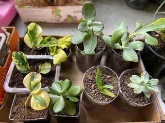 Plants/Succulents for sale 3