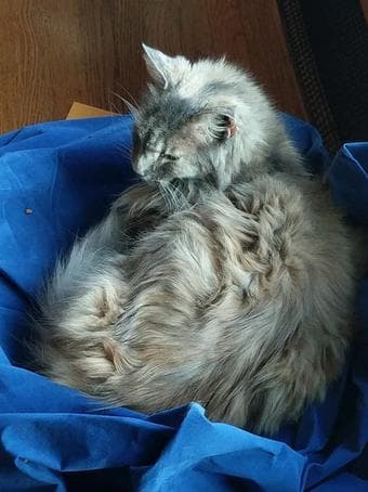Missing cat 1