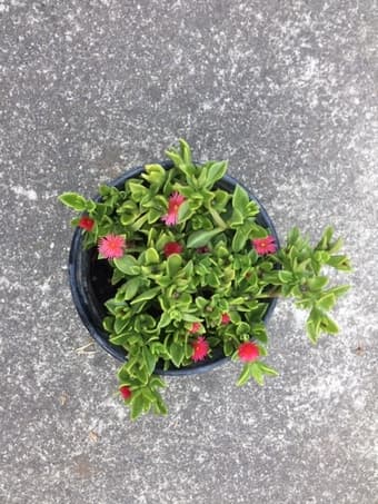 Flower for sale 1