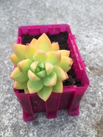 Flower for sale 2