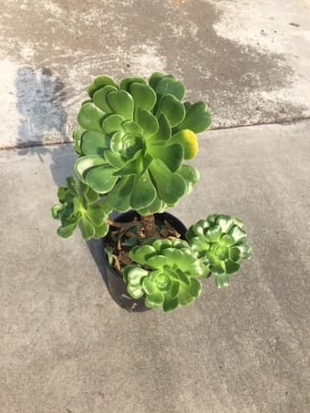 Beautiful Succulent plant for you 1