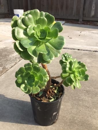 Beautiful Succulent plant for you 2