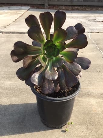 Flower for sale 2