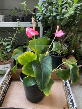 Plants for indoors/outdoor, low maintenance 2