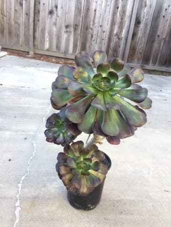 Flower for sale 1