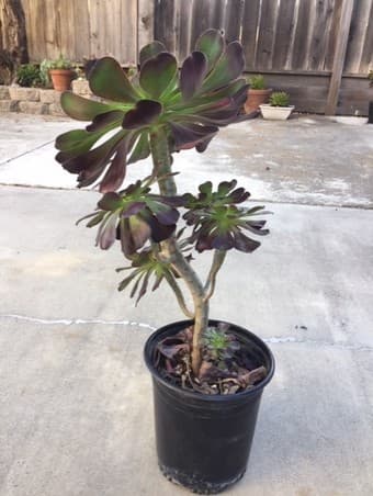 Beautiful Succulent plant for you 1