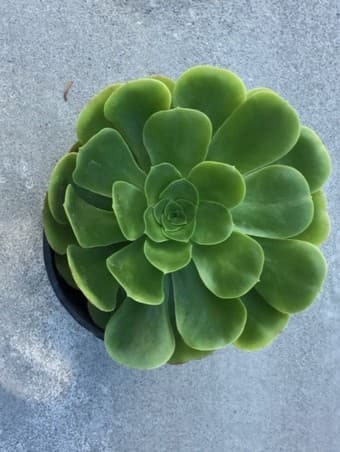 flower 2