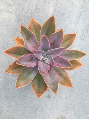 Flower for sale 1