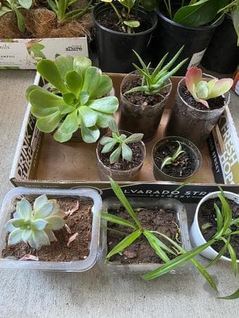 Indoor and outdoor plants 1