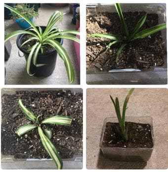 Indoor and outdoor plants 2