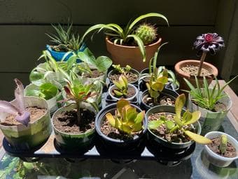 Indoor and outdoor plants 3