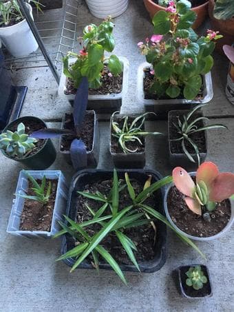 Plants for the winter 1