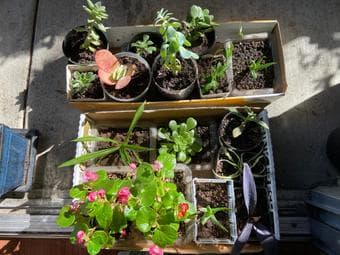 Plants/easy to care/ indoors or outdoors 2