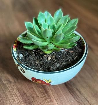 Plants/easy to care/ indoors or outdoors 3