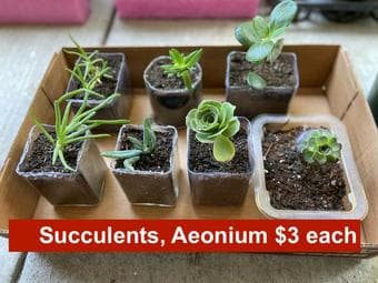 Succulents and houseplants in plastic/ceramic/customized clay planters 2