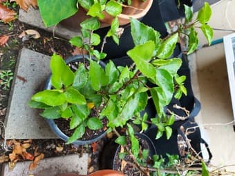 Plant pots and plants 1