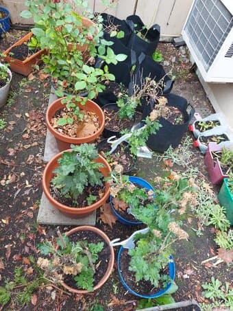 Plant pots and plants 1