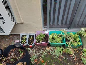 Plant pots and plants 2