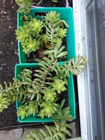 Succulents 1