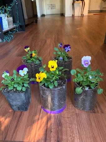 Flower plants (Primrose/Pansy/Viola..) and succulents at low prices 1