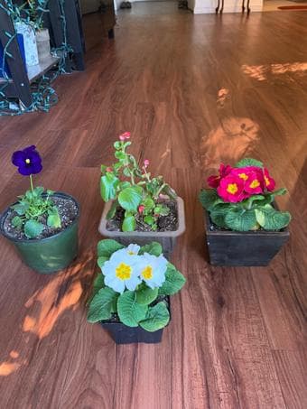Flower plants (Primrose/Pansy/Viola..) and succulents at low prices 2