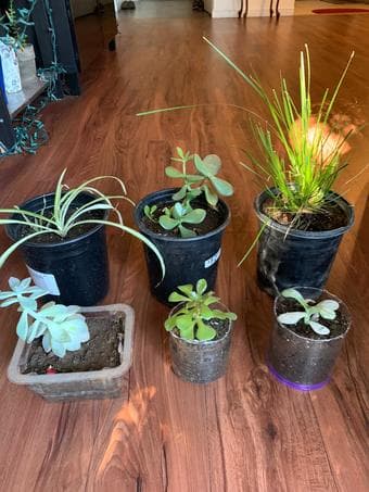 Plants-low maintenance for beginners and plant lovers 1