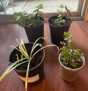 Spider plants, Jade, Elephant ears and lots of succubabies sale 1