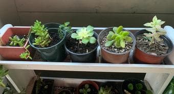 Spider plants, Jade, Elephant ears and lots of succubabies sale 2