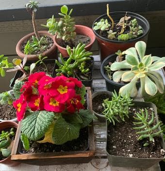 Spider plants, Jade, Elephant ears and lots of succubabies sale 3