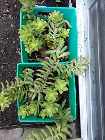 Plant pots and plants 1