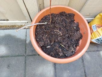 Plant pots 1