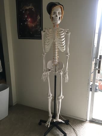 Human Skeleton model 1